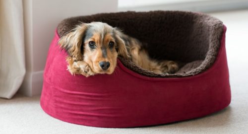 Best Dog Bed for Small Dogs