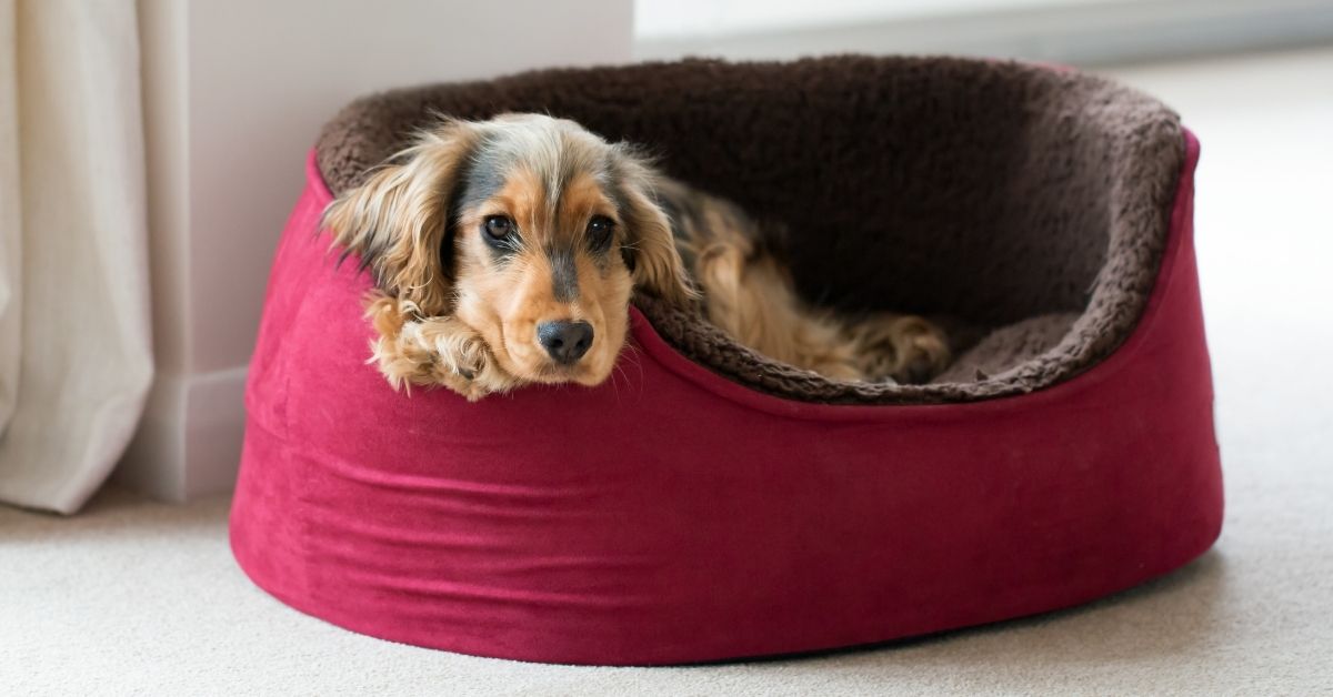 Best Dog Bed for Small Dogs