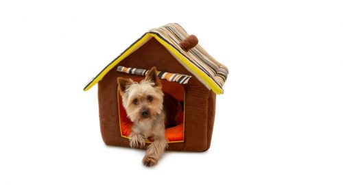 Best Luxury Indoor Dog House