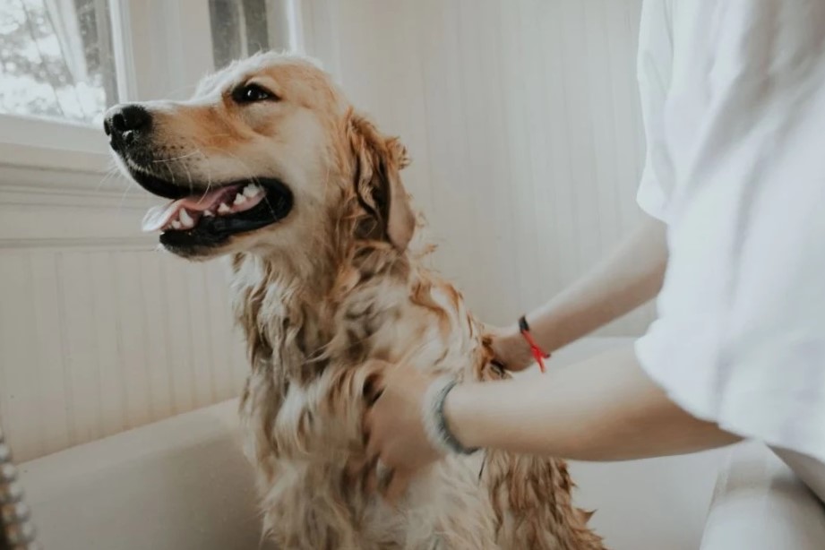 Best Smelling Dog Shampoos