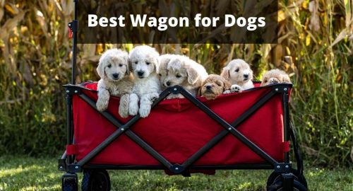 Wagon for dogs