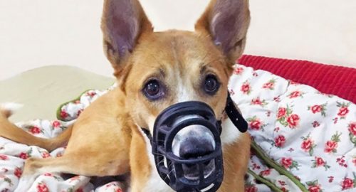 Can A Dog Wear A Muzzle Overnight