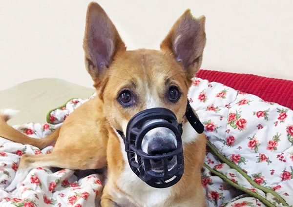 Can A Dog Wear A Muzzle Overnight