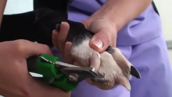 Can I Use Human Nail Clippers On My Dog