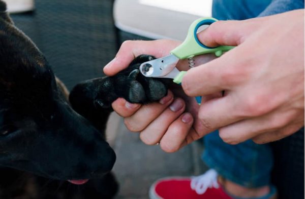 Can I Use Human Nail Clippers On My Dog
