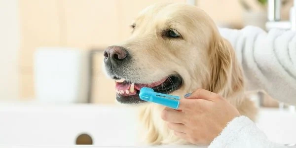 Can I use a human toothbrush on my dog