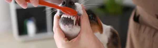 Can I use a human toothbrush on my dog