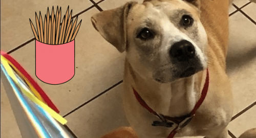 Can a Toothpick Kill a Dog