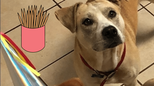 Can a Toothpick Kill a Dog