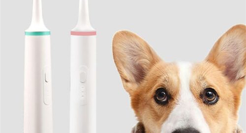Can i use electric toothbrush on dog