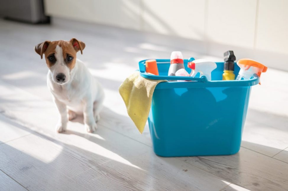 Can toilet bowl cleaner kill a dog