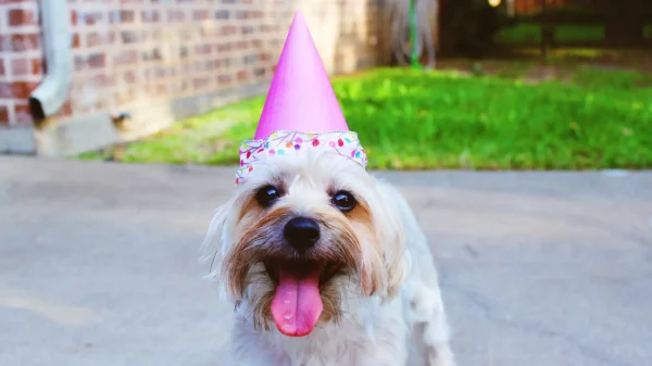 Dressing Your Dog For Birthday