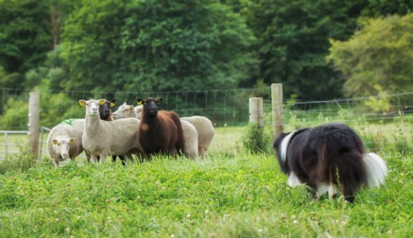 How To Train A Herding Dog