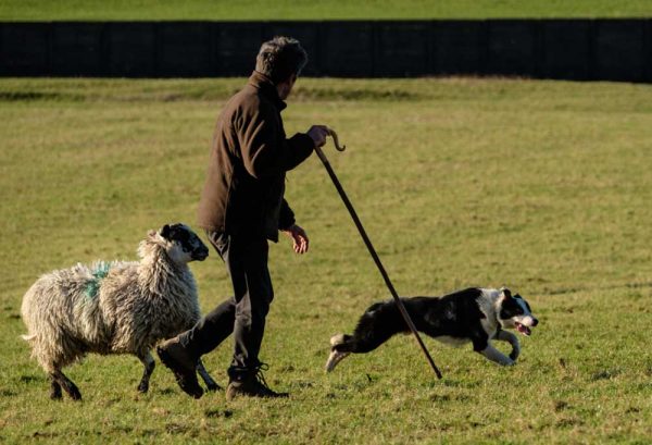 How To Train A Herding Dog