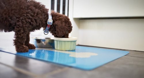 How do you clean a dog food bowl mat