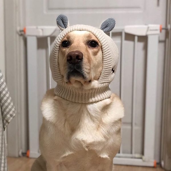 How effective is the dog quiet ears hat