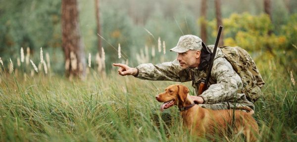 How to Train a Hound Dog for Hunting