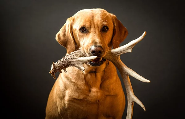 How to Train a Hound Dog for Hunting