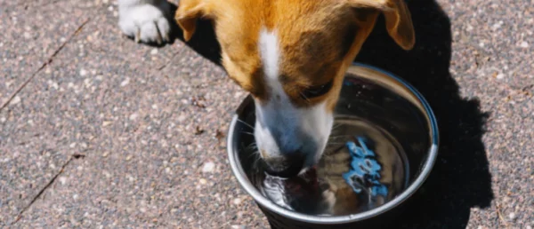 How to keep dog water bowl from getting slimy