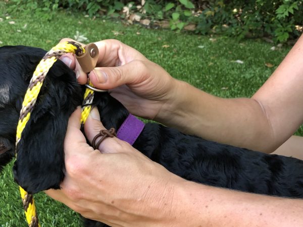 How to make a dog leash out of paracord