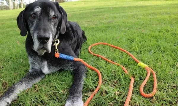 How to make a dog leash out of paracord