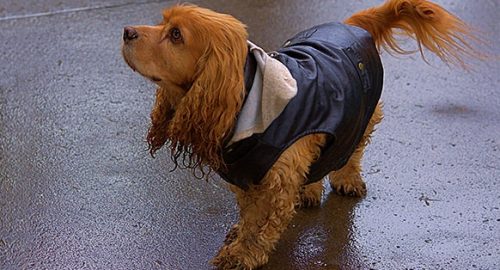 How to make a dog raincoat out of plastic bags