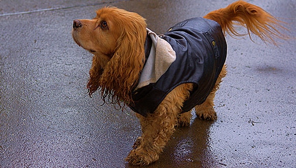 How to make a dog raincoat out of plastic bags