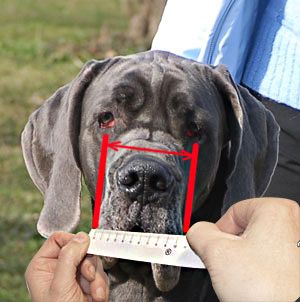 How to measure a dog for a muzzle