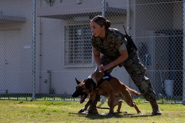 How to start training a working dog