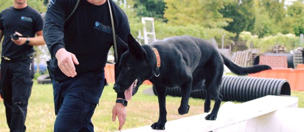 How to start training a working dog