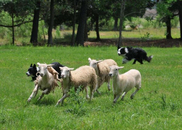 How to train a dog to herd cattle