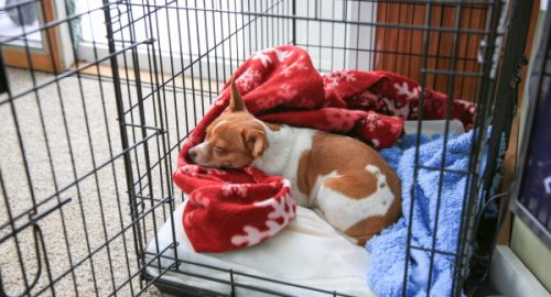 Should You Put a Blanket Over a Dog Crate