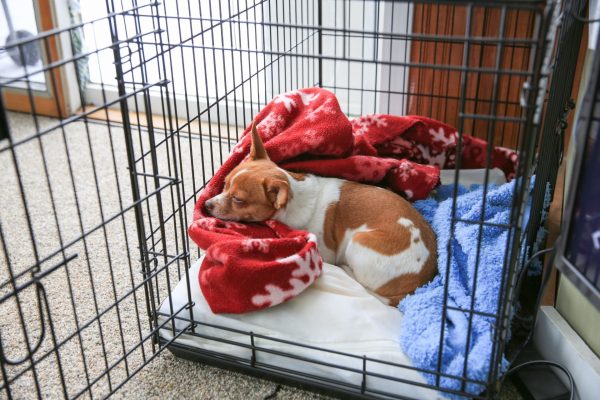 Should You Put a Blanket Over a Dog Crate