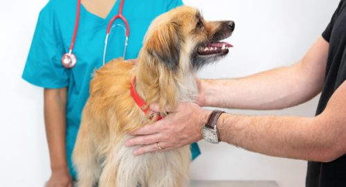 When To See A Vet For Your Dog
