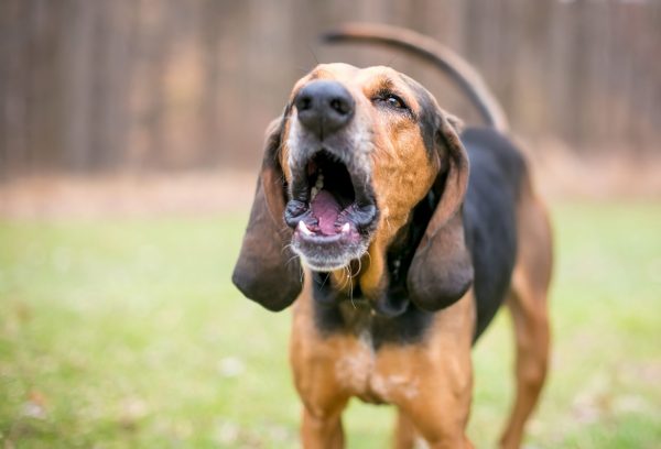 Why Do Hound Dogs Howl