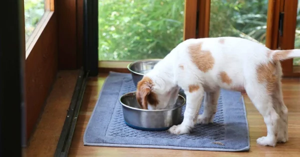 clean a dog food bowl mat
