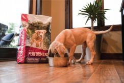 how to feed a sporting dog