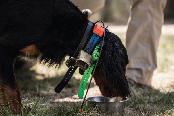 how to feed a sporting dog