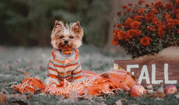 thanksgiving dog dress