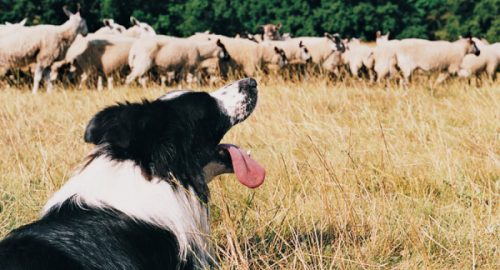 How can I satisfy my dog herding