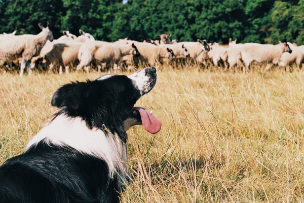How can I satisfy my dog herding
