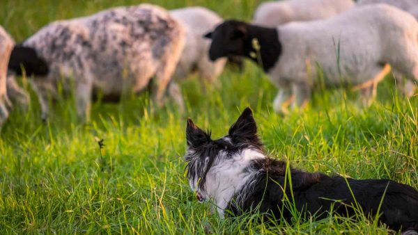 How do you tell if your dog is herding you