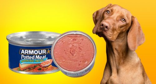 Is Potted Meat Good For Dogs