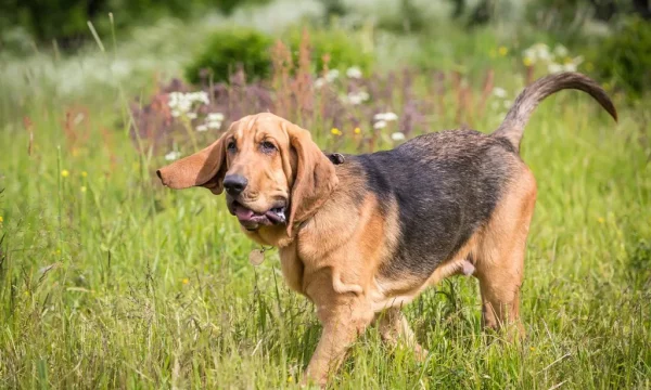What is the personality of a hound dog