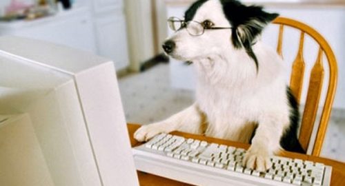 give a dog that loves computers