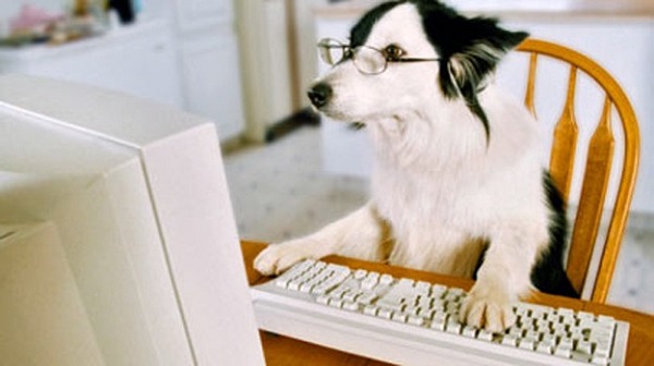 give a dog that loves computers