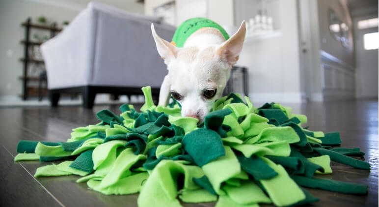 How to Make a Snuffle Mat for Your Dog