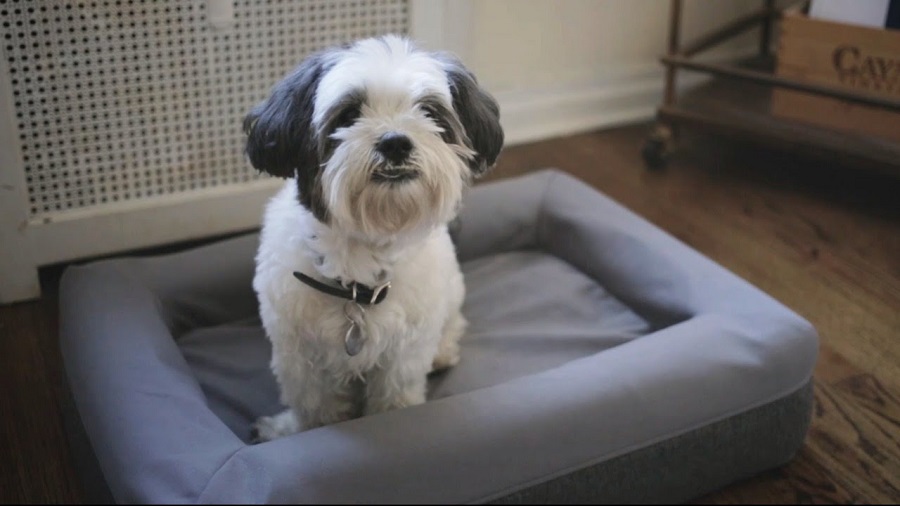 Review of Casper Dog Bed