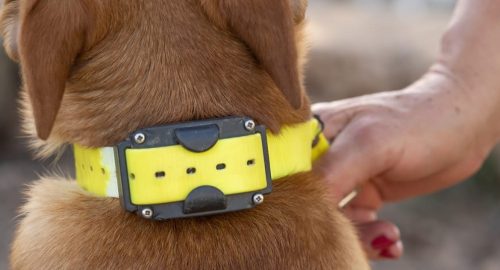 dog shock collars