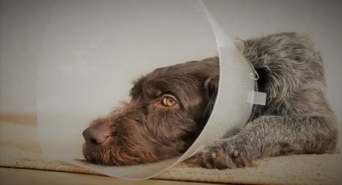 do dogs feel pain after neutering
